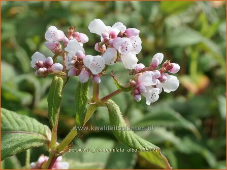 Persicaria campanulata 'Alba' | Belletjesduizendknoop, Klokjesduizendknoop, Duizendknoop | Glockenkn&ouml;terich | Lesser