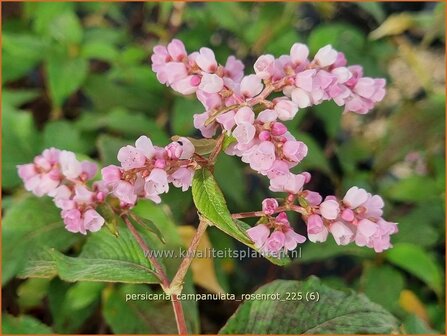 Persicaria campanulata 'Rosenrot' | Belletjesduizendknoop, Klokjesduizendknoop, Duizendknoop | Glockenkn&ouml;terich | Le