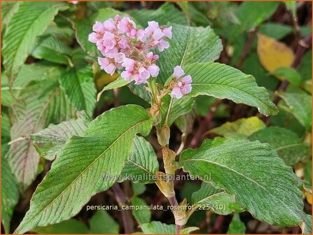 Persicaria campanulata 'Rosenrot' | Belletjesduizendknoop, Klokjesduizendknoop, Duizendknoop | Glockenkn&ouml;terich | Le