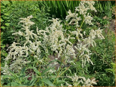 Persicaria dshawachischwilii | Duizendknoop | Kn&ouml;terich | Kharkev