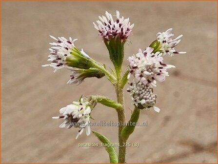Petasites fragrans | Winterheliotroop, Hoefblad | Winter-Heliotrop | Winter heliotrope