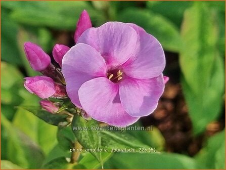 Phlox amplifolia 'Apanatschi' | Grootbladige vlambloem, Vlambloem, Flox, Floks | Gro&szlig;bl&auml;ttrige Flammenblume | Large