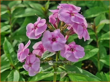 Phlox amplifolia 'Apanatschi' | Grootbladige vlambloem, Vlambloem, Flox, Floks | Gro&szlig;bl&auml;ttrige Flammenblume | Large