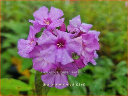 Phlox amplifolia 'Kurpel' | Grootbladige vlambloem, Vlambloem, Flox, Floks | Gro&szlig;bl&auml;ttrige Flammenblume | Large-Lea