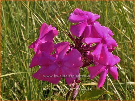 Phlox amplifolia 'Tecumseh' | Grootbladige vlambloem, Vlambloem, Flox, Floks | Gro&szlig;bl&auml;ttrige Flammenblume | Large-L