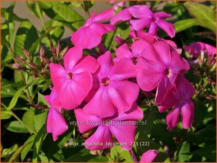 Phlox amplifolia 'Tecumseh' | Grootbladige vlambloem, Vlambloem, Flox, Floks | Gro&szlig;bl&auml;ttrige Flammenblume | Large-L