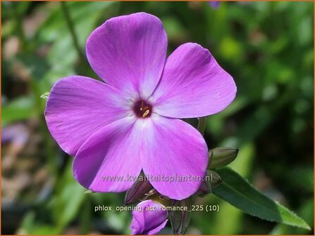 Phlox 'Opening Act Romance' | Hoge vlambloem, Vlambloem, Flox, Floks | Hohe Flammenblume | Border Phlox