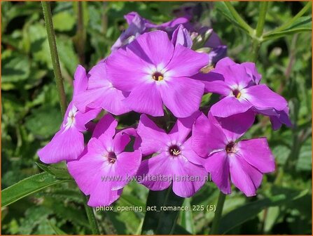 Phlox 'Opening Act Romance' | Hoge vlambloem, Vlambloem, Flox, Floks | Hohe Flammenblume | Border Phlox