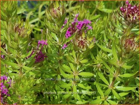 Phuopsis stylosa 'Purpurea' | Perzische kruisjesplant, Kruisjesbloem | Baldriangesicht | Crosswort