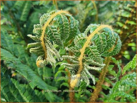 Polystichum neolobatum | Aziatische Sabelvaren, Naaldvaren | Asiatischer glanzschildfarn | Asian Saber Fern