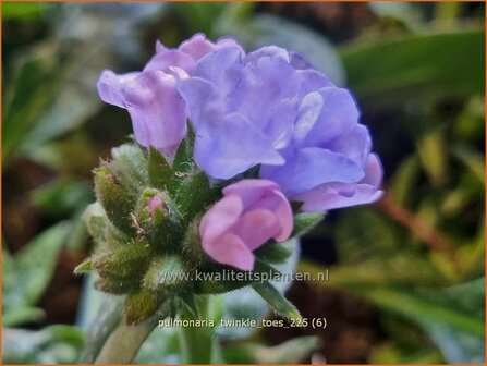 Pulmonaria 'Twinkle Toes' | Longkruid | Lungenkraut | Lungwort