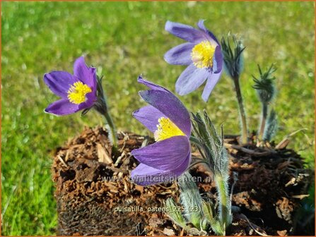 Pulsatilla patens | Wildemanskruid, Pelsanemoon | Finger-Kuhschelle | Eastern Pasque Flower
