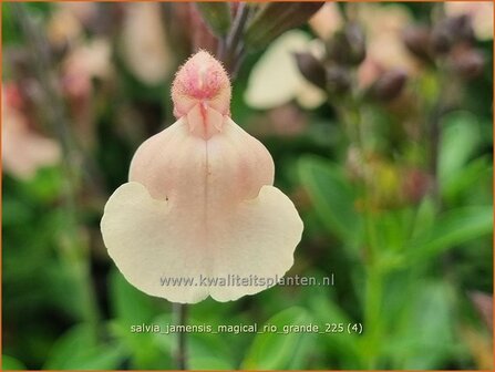 Salvia jamensis 'Magical Rio Grande' | Salie, Salvia | Salbei | Autumn Sage