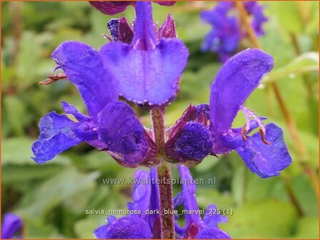 Salvia nemorosa 'Dark Blue Marvel' | Bossalie, Salie, Salvia | Steppensalbei | Woodland Sage