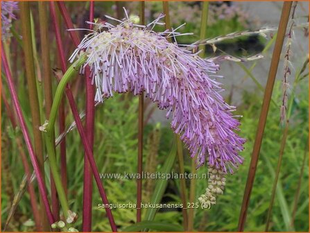 Sanguisorba hakusanensis | Pimpernel, Sorbenkruid | Koreanischer Wiesenknopf | Korean Mountain Burnet