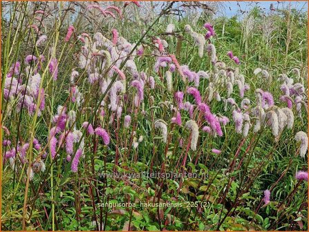 Sanguisorba hakusanensis | Pimpernel, Sorbenkruid | Koreanischer Wiesenknopf | Korean Mountain Burnet