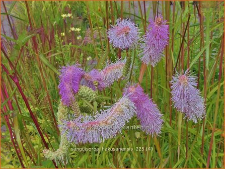 Sanguisorba hakusanensis | Pimpernel, Sorbenkruid | Koreanischer Wiesenknopf | Korean Mountain Burnet