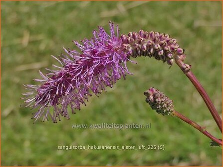 Sanguisorba hakusanensis 'Alster Luft' | Pimpernel, Sorbenkruid | Koreanischer Wiesenknopf | Korean Mountain Burnet