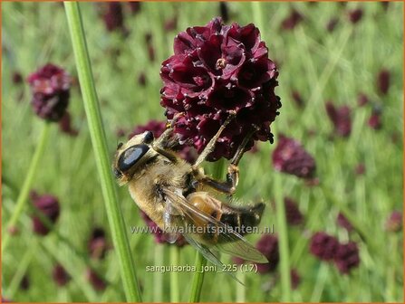 Sanguisorba 'Joni' | Pimpernel, Sorbenkruid | Wiesenknopf | Burnet