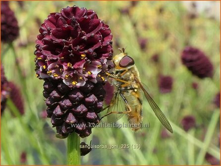 Sanguisorba 'Joni' | Pimpernel, Sorbenkruid | Wiesenknopf | Burnet