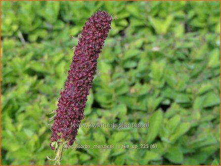 Sanguisorba menziesii 'Wake Up' | Alaska pimpernel, Pimpernel, Sorbenkruid | Menzies Wiesenknopf | Menzie's Burn
