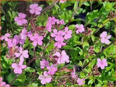 Saponaria ocymoides | Muurzeepkruid, Rotszeepkruid, Zeepkruid | Polster-Seifenkraut | Rock Soapwort