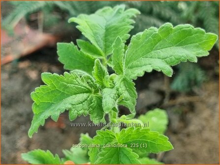Scrophularia grandiflora | Helmkruid | Braunwurz | Figwort