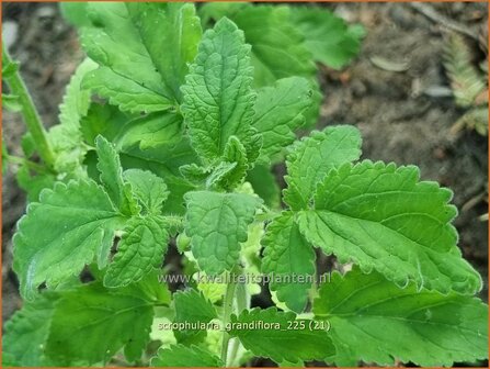 Scrophularia grandiflora | Helmkruid | Braunwurz | Figwort