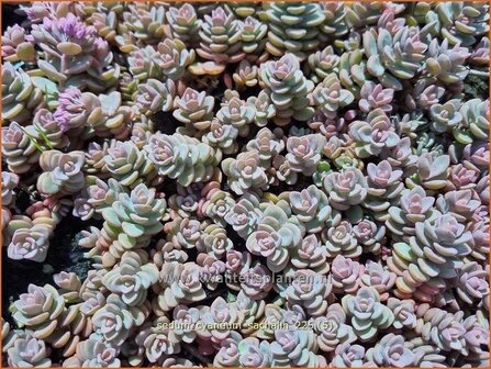 Sedum cyaneum &amp;#39;Sachalin&amp;#39; | Vetkruid | Blaugraues Fettblatt