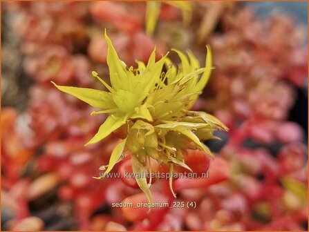Sedum oreganum | Vetkruid | Oregon-Fettblatt | Oregon Stonecrop