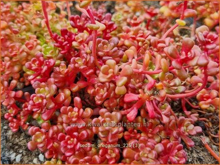 Sedum oreganum | Vetkruid | Oregon-Fettblatt | Oregon Stonecrop