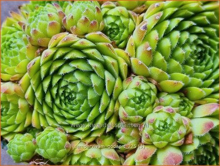 Sempervivum 'Godaert' | Huislook, Donderblad | Hauswurz | Houseleek