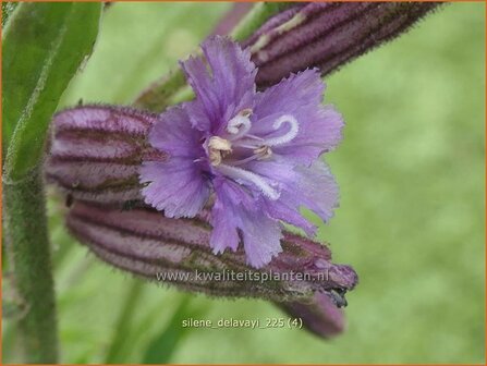 Silene delavayi | Lijmkruid | Lichtnelke | Catchflies