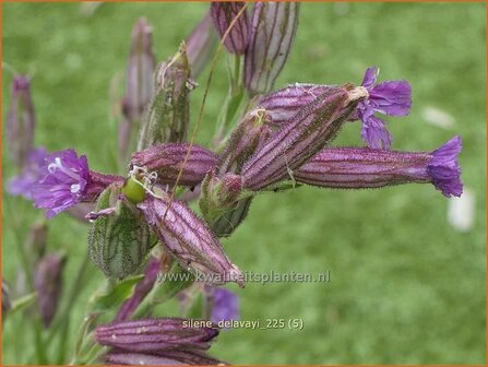 Silene delavayi | Lijmkruid | Lichtnelke | Catchflies