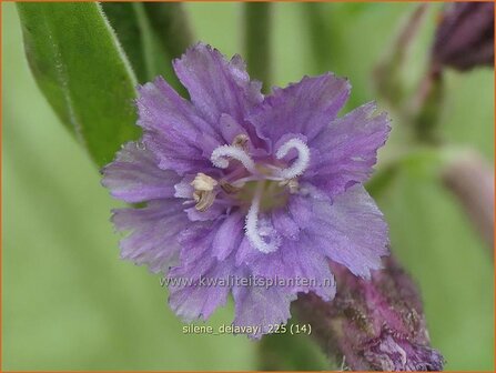 Silene delavayi | Lijmkruid | Lichtnelke | Catchflies