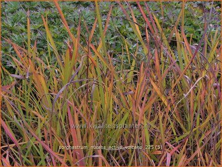 Sorghastrum nutans 'Active Volcano' | Goudbaardgras | Indianergras | Yellow Indian Grass
