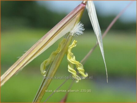 Stipa gigantea 'Alberich' | Reuzenvedergras, Straalhaver, Vedergras | Riesen-Federgras | Giant Oats