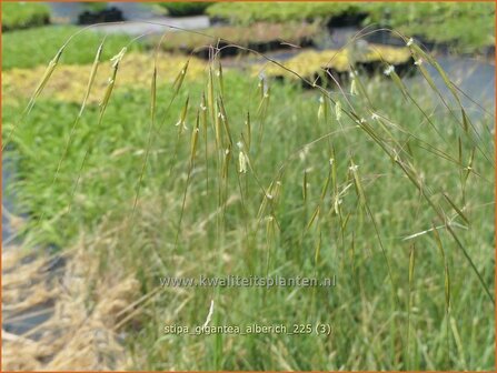 Stipa gigantea 'Alberich' | Reuzenvedergras, Straalhaver, Vedergras | Riesen-Federgras | Giant Oats