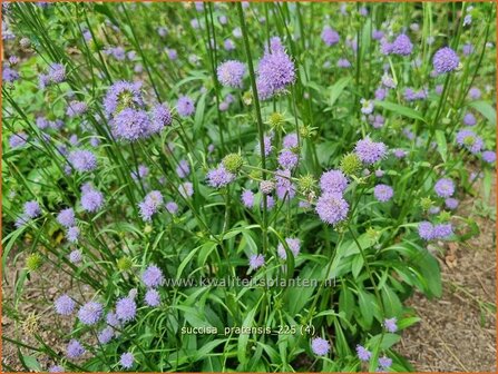 Succisa pratensis | Blauwe knoop | Gew&ouml;hnlicher Teufelsabbiss | Blue Ball