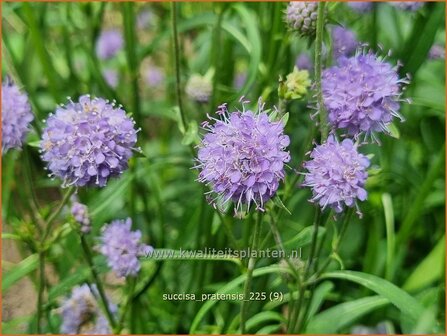 Succisa pratensis | Blauwe knoop | Gew&ouml;hnlicher Teufelsabbiss | Blue Ball