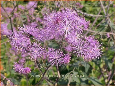 Thalictrum aquilegifolium 'The Cloud' | Akeleiruit, Akeleibladige ruit, Ruit | Akeleibl&auml;ttrige Wiesenraute | Columbi