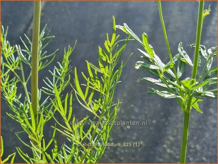 Thalictrum lucidum | Ruit | Gl&auml;nzende Wiesenraute | Meadow Rue