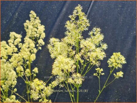 Thalictrum lucidum | Ruit | Gl&auml;nzende Wiesenraute | Meadow Rue