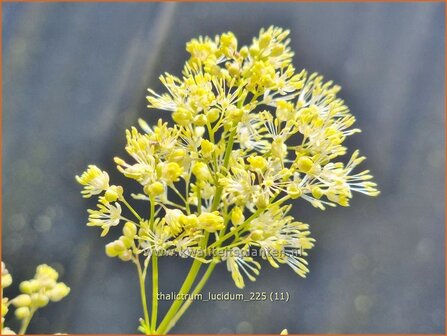 Thalictrum lucidum | Ruit | Gl&auml;nzende Wiesenraute | Meadow Rue