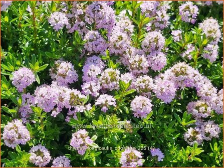 Thymus longicaulis 'Odoratus' | Tijm | Kaskaden-Thymian | Creeping Thyme