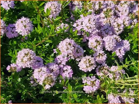 Thymus longicaulis 'Odoratus' | Tijm | Kaskaden-Thymian | Creeping Thyme