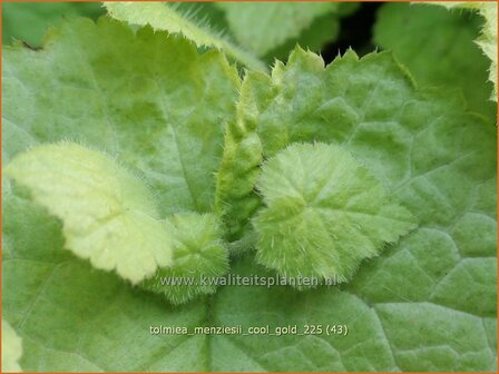 Tolmiea menziesii 'Cool Gold' | Kindje-op-moeders-schoot, Kinderplant | Henne mit K&uuml;ken | Pick-a-back-plant