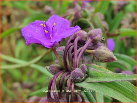 Tradescantia 'JS Brainstorm' | Eendagsbloem, Vaderplant | Dreimasterblume | Spiderwort