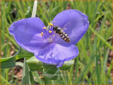 Tradescantia ohiensis | Matrozensla, Eendagsbloem, Vaderplant | Ohio-Dreimasterblume | Ohio spiderwort