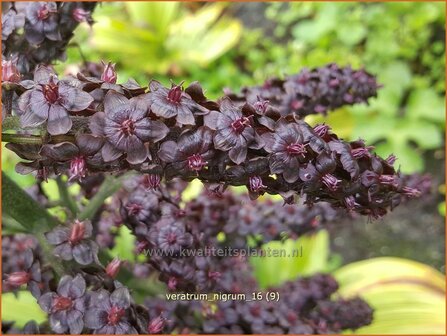 Veratrum nigrum | Zwarte nieswortel, Nieswortel, Plooiblad | Schwarzbl&uuml;tiger Germer | Black False Hellebore